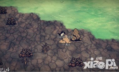 饑荒海難怎么抓鳥 抓鳥攻略分享