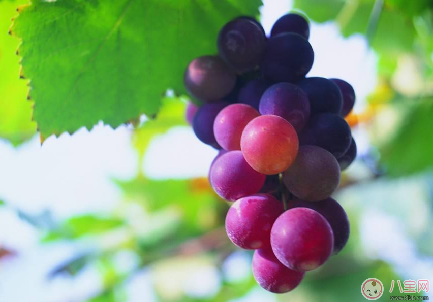 懷孕了必吃的四種水果 懷孕吃什么水果好2017