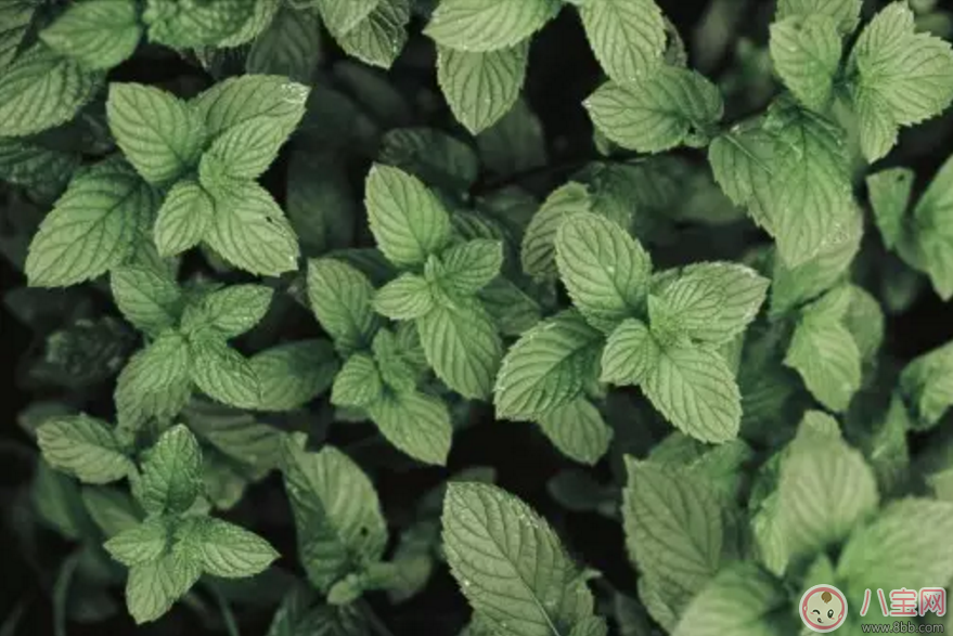 孕婦喝薄荷茶知多少 孕婦可以喝薄荷茶嗎