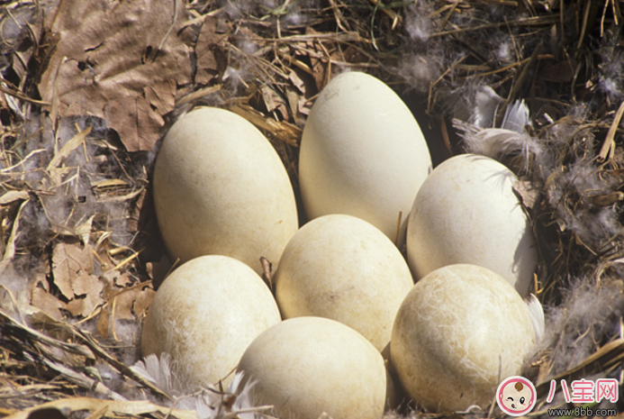 懷孕吃什么寶寶生出來比較好看