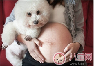 孕期家里有寵物怎么辦 孕期養(yǎng)寵物注意事項