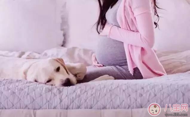 孕期家里有寵物怎么辦 孕期養(yǎng)寵物注意事項