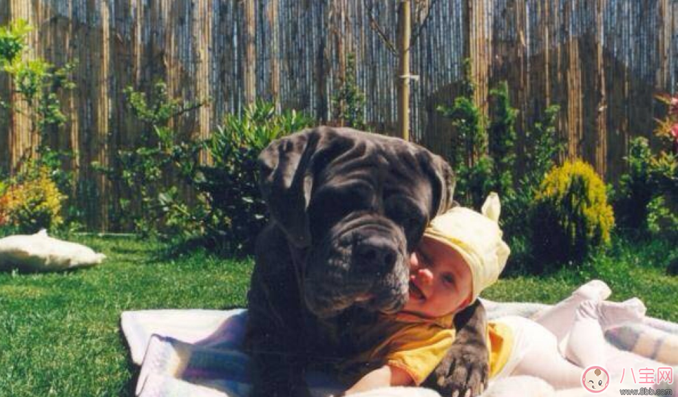 懷孕家里養(yǎng)狗了怎么辦 需要送人嗎