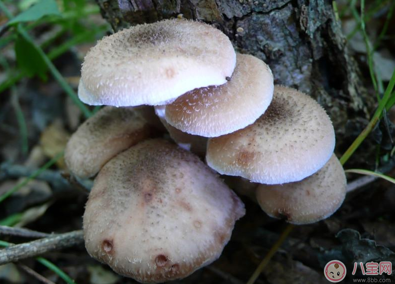 懷孕會使皮膚變差 懷孕保養(yǎng)皮膚新方法