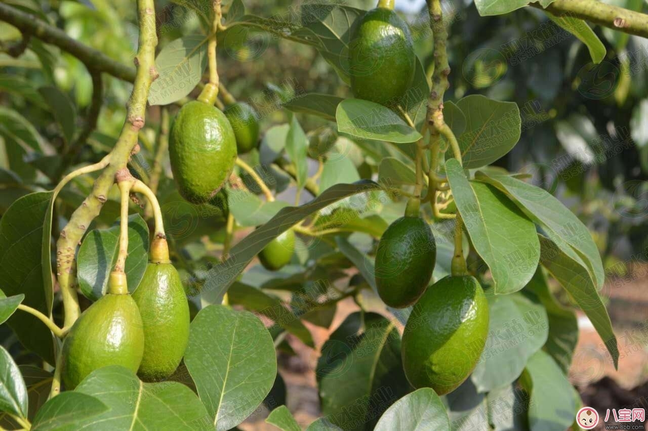 女性健康保養(yǎng)  酪梨美容功效多