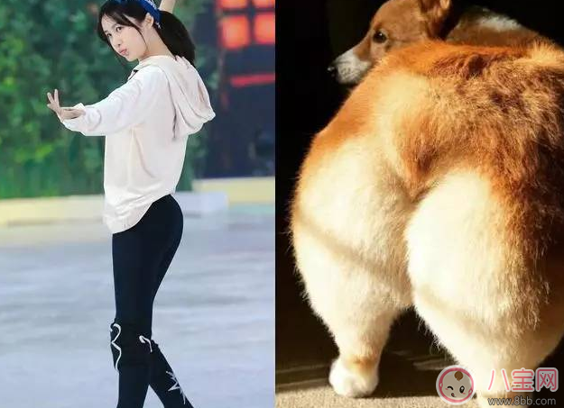 柯基臀是什么 李菲兒柯基臀怎么練出來的