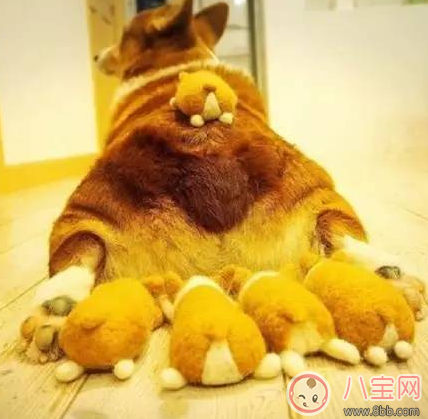 柯基臀是什么 李菲兒柯基臀怎么練出來的