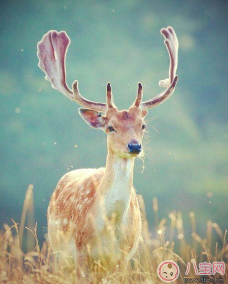 迷失的鹿薄荷迷全文閱讀 迷失的鹿白鹿完整版