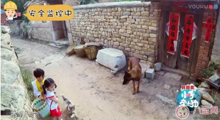 《小手牽小狗》羅志祥帶了幾位萌娃？阿拉蕾的表現(xiàn)怎么樣