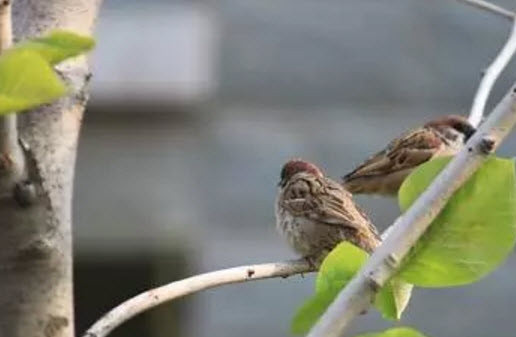 孕婦能吃麻雀肉嗎 麻雀肉的營養(yǎng)有哪些