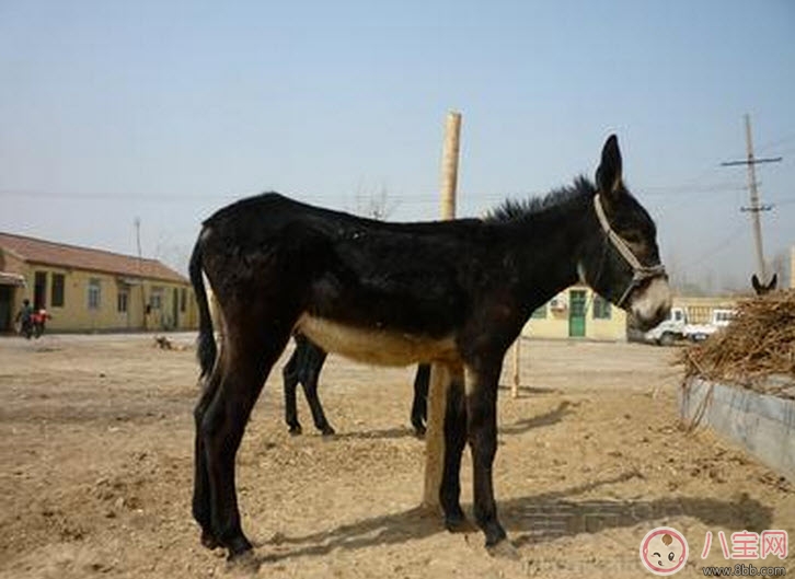 孕婦能吃驢肉嗎 孕婦吃驢肉注意事項(xiàng)