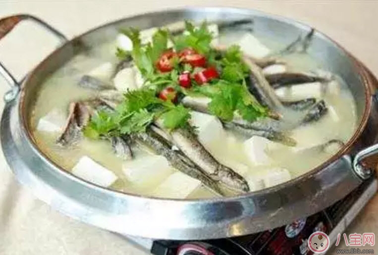 孕婦泥鰍能吃嗎 孕婦吃泥鰍搭配禁忌有哪些