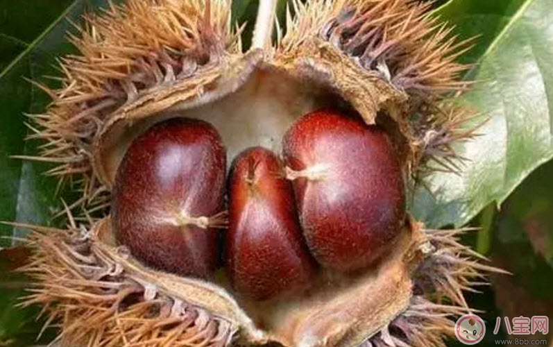 孕婦能吃生板栗嗎 孕婦吃糖炒栗子有哪些好處 孕婦能吃生板栗嗎 孕婦吃糖炒栗子有哪些好處