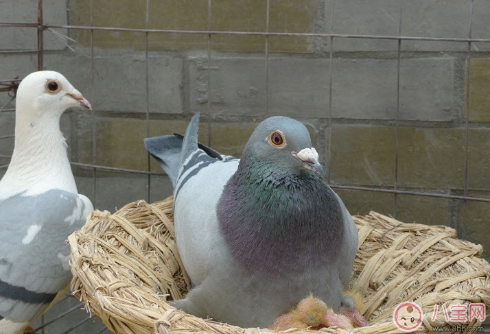 孕婦可以吃鴿子肉嗎 孕婦喝鴿子湯的營(yíng)養(yǎng)好處