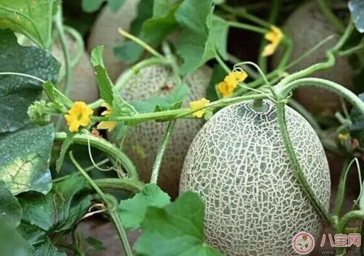 孕婦吃哈密瓜有哪些好處 孕婦吃哈密瓜的注意事項(xiàng)有哪些