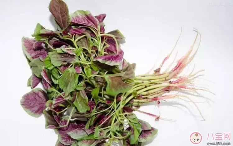 孕婦吃紅莧菜會滑胎嗎 孕婦到底能不能吃莧菜