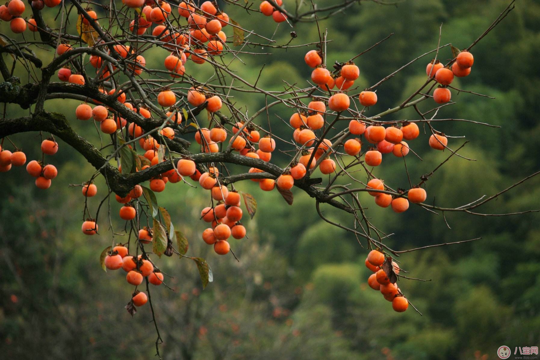 秋季吃柿子好處多 但別忘了吃柿子時還有這些禁忌 秋季吃柿子好處多 但別忘了吃柿子時還有這些禁忌