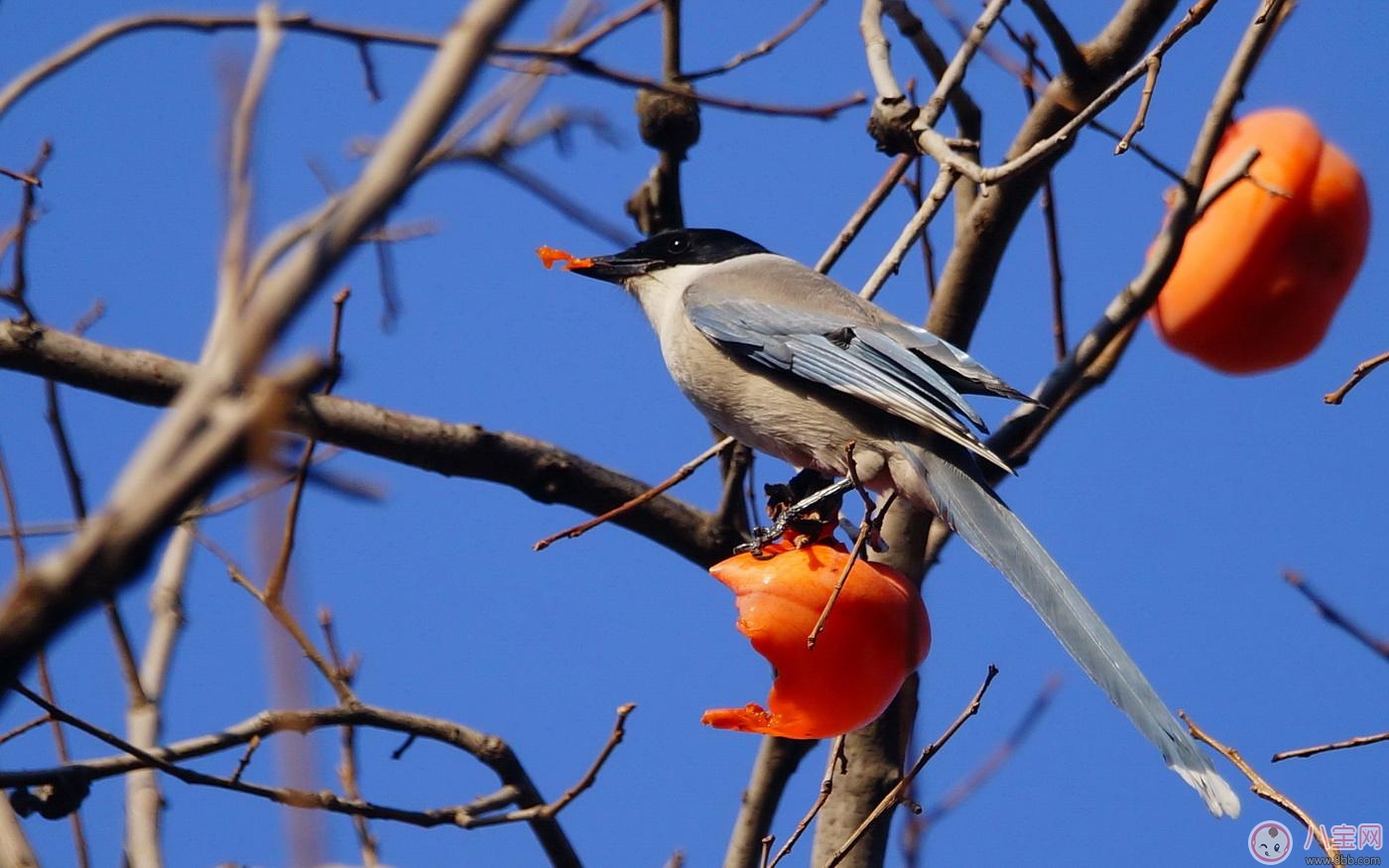 秋季吃柿子好處多 但別忘了吃柿子時還有這些禁忌 秋季吃柿子好處多 但別忘了吃柿子時還有這些禁忌