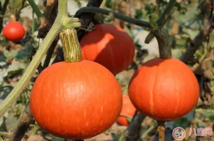 孕婦吃南瓜有什么好處 孕婦吃南瓜對胎兒好嗎 孕婦吃南瓜有什么好處 孕婦吃南瓜對胎兒好嗎