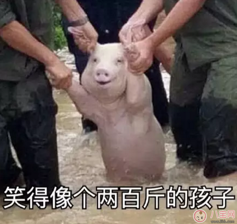 洪水救出的網(wǎng)紅小豬被做成表情包 網(wǎng)紅小豬表情包合集