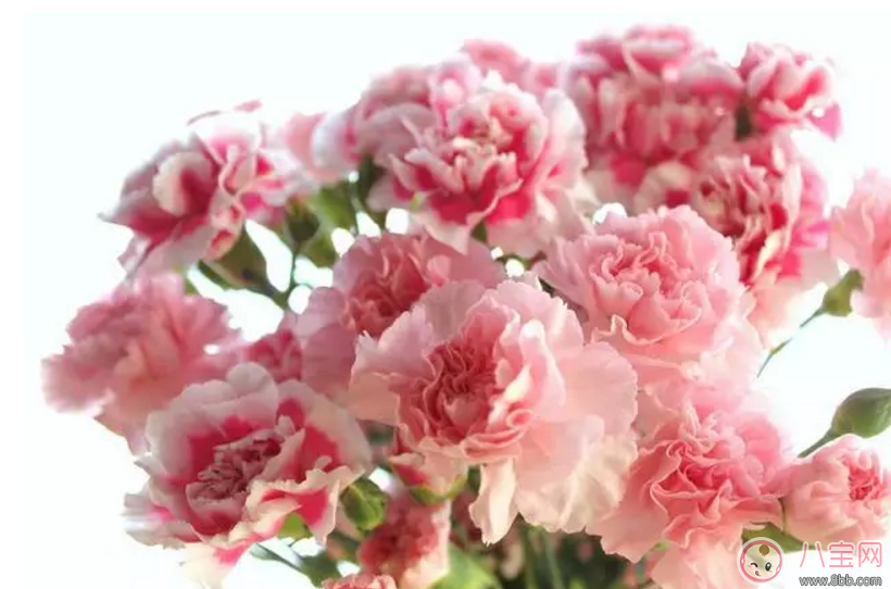 七夕節(jié)送什么花給老婆 怎么送花更浪漫 七夕節(jié)送什么花給老婆 怎么送花更浪漫