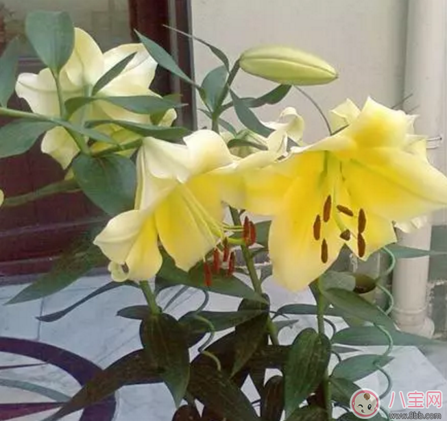 七夕節(jié)送什么花給老婆 怎么送花更浪漫 七夕節(jié)送什么花給老婆 怎么送花更浪漫