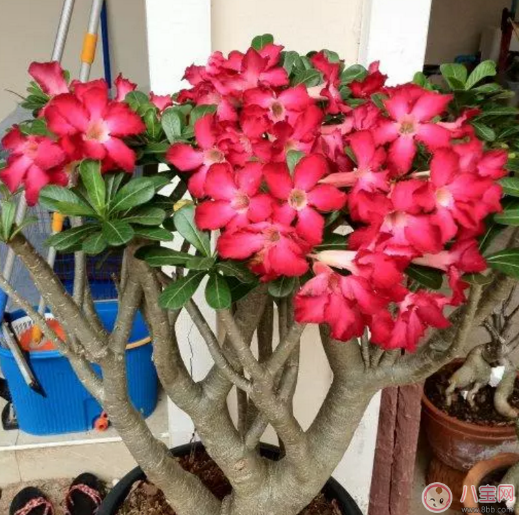 七夕節(jié)送什么花給老婆 怎么送花更浪漫 七夕節(jié)送什么花給老婆 怎么送花更浪漫