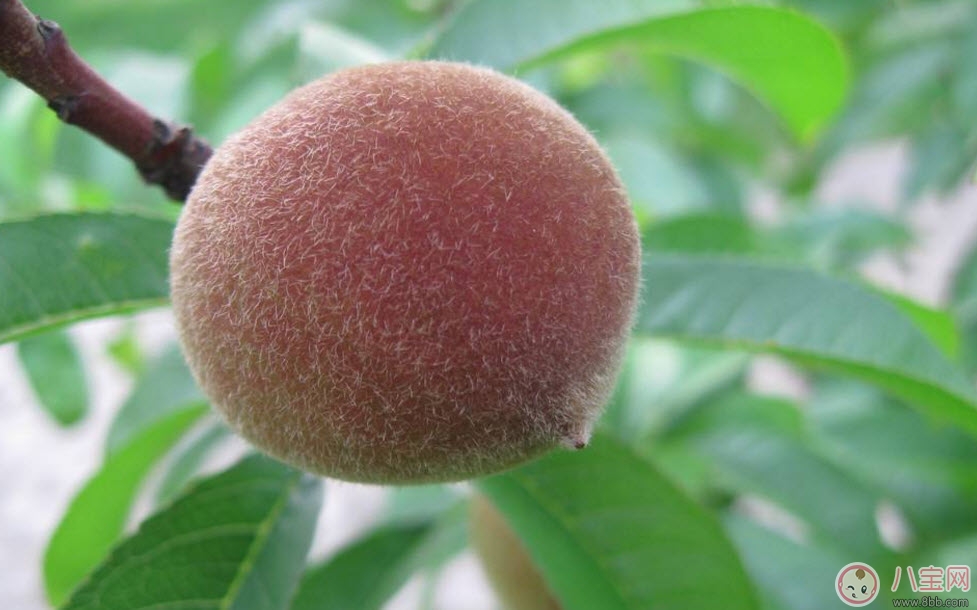 孕婦可以吃毛桃嗎 孕婦吃毛桃有什么功效