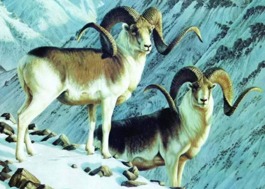 孕婦怎么吃羊肉不上火 孕婦什么時(shí)候吃羊肉最好