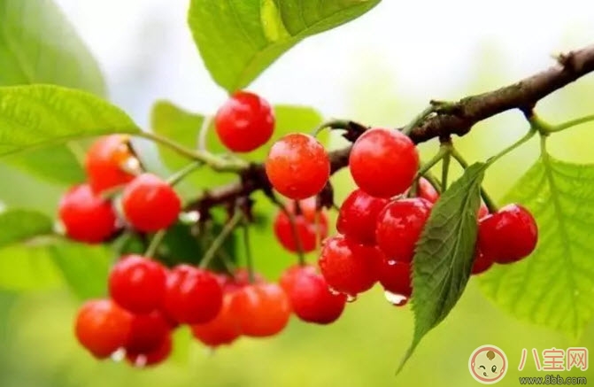 孕婦能吃櫻桃嗎 孕婦怎么吃櫻桃最營養(yǎng)