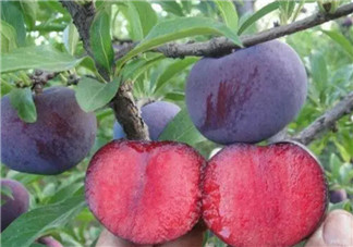 紅心李子孕婦可以吃嗎 孕婦最多能吃多少個(gè)紅李子