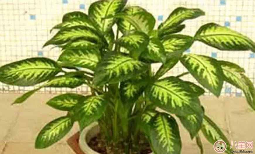 萬年青對孕婦有影響嗎 孕婦觸碰萬年青會有事嗎