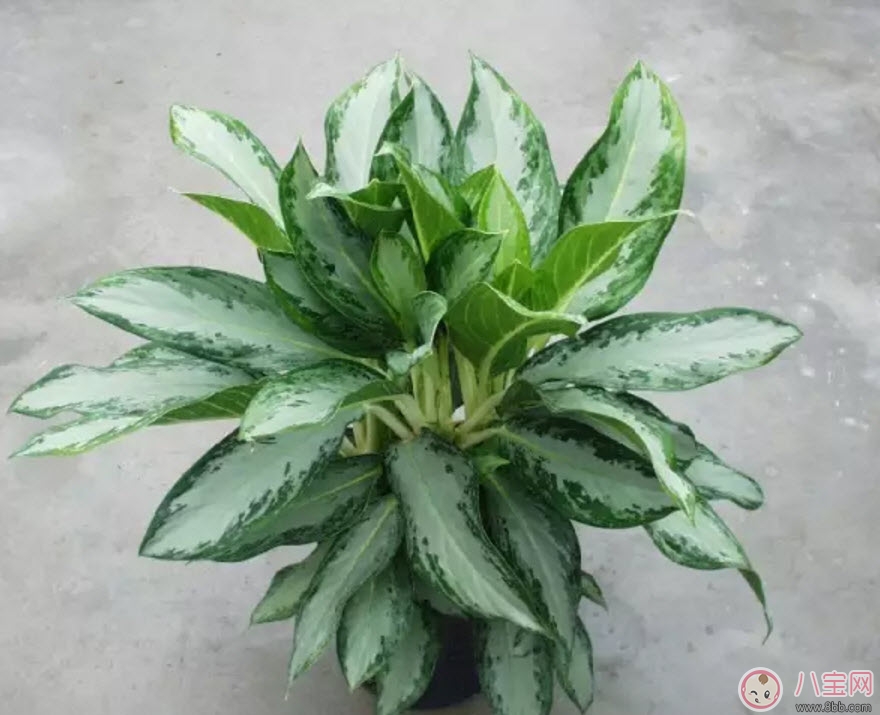 萬年青對孕婦有影響嗎 孕婦觸碰萬年青會有事嗎