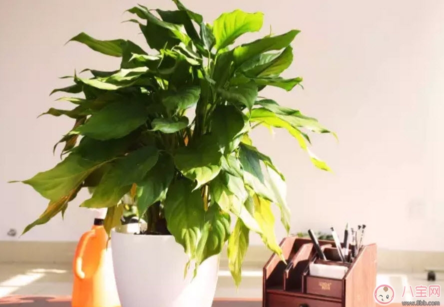 萬年青對孕婦有影響嗎 孕婦觸碰萬年青會有事嗎