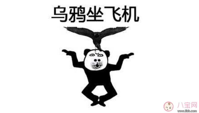 烏鴉坐飛機(jī)什么梗 阿福烏鴉坐飛機(jī)第幾集