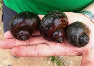 福壽螺危害極大 生活中有哪些東西最好避開不吃