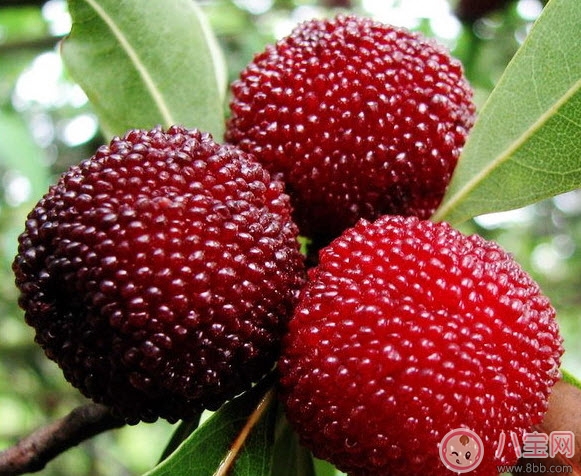 孕婦可以吃新鮮楊梅嗎 孕婦吃楊梅注意事項 孕婦可以吃新鮮楊梅嗎 孕婦吃楊梅注意事項