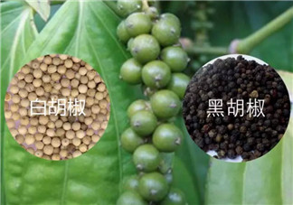 孕婦能吃白胡椒粉嗎 懷孕可以吃白胡椒嗎