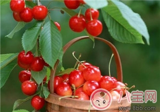 櫻桃營養(yǎng)價值高 寶寶如何正確的食用櫻桃
