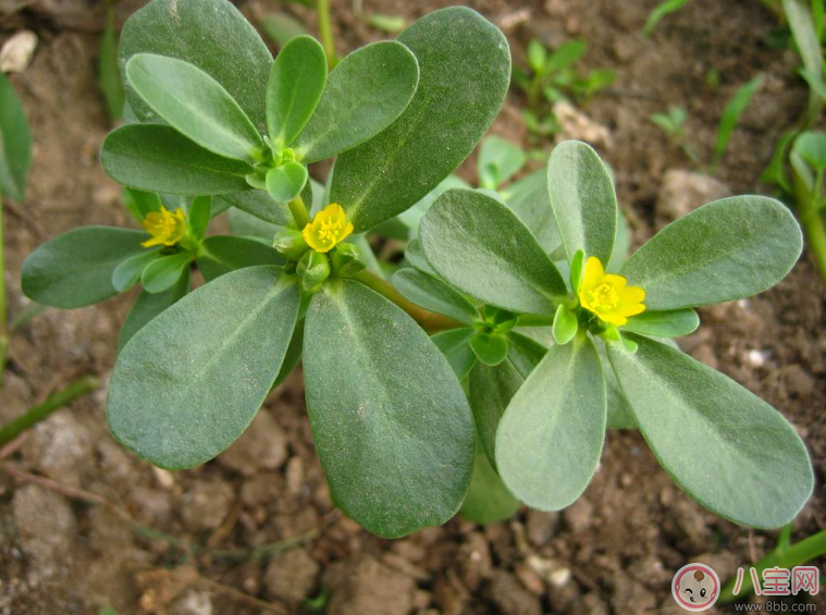 哺乳期間可以吃馬齒莧嗎 怎么吃馬齒莧好