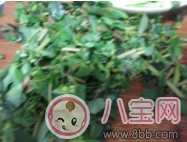哺乳期間可以吃馬齒莧嗎 怎么吃馬齒莧好