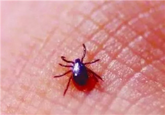 寶寶被蜱蟲咬了癥狀圖片 寶寶被蜱蟲咬和蚊子咬癥狀對(duì)比圖片區(qū)別