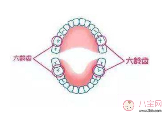 寶寶的六齡齒會(huì)換掉嗎 寶寶乳牙里的六齡牙終生不換 寶寶的六齡齒會(huì)換掉嗎 寶寶乳牙里的六齡牙終生不換