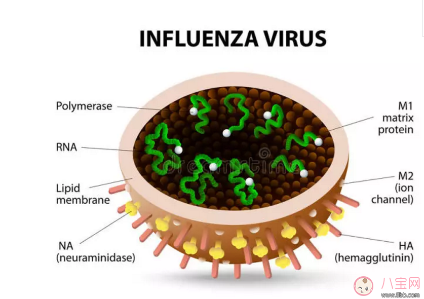香港流感爆發(fā) 如何預(yù)防流感