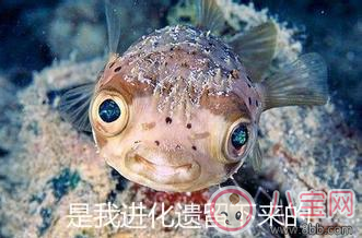 孩子耳朵上面有小孔是什么 耳朵的小孔是富貴孔嗎