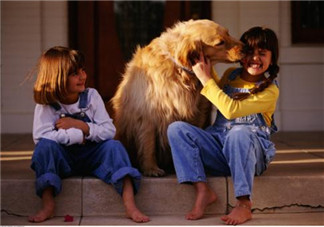 寵物攻擊性測試方法 寶寶被寵物咬傷的正確處理