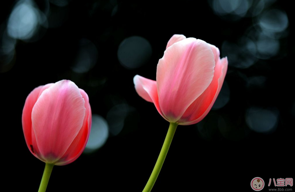 教師節(jié)送花只知道康乃馨怎么行 2017最適合送老師花推薦