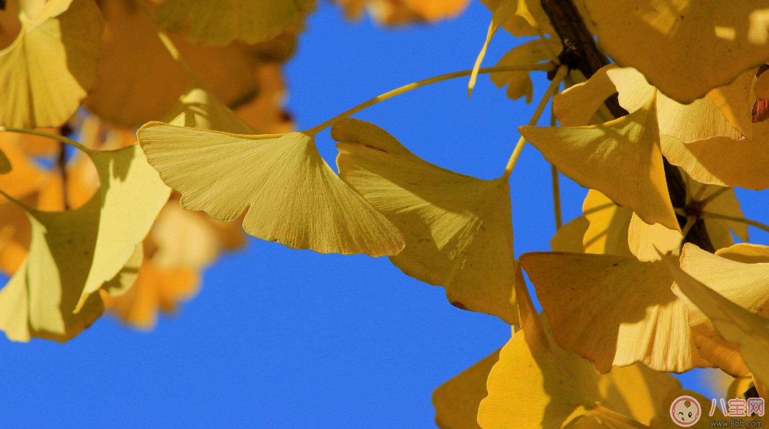 出伏第一天這樣做能過的更好 2017出伏小指南