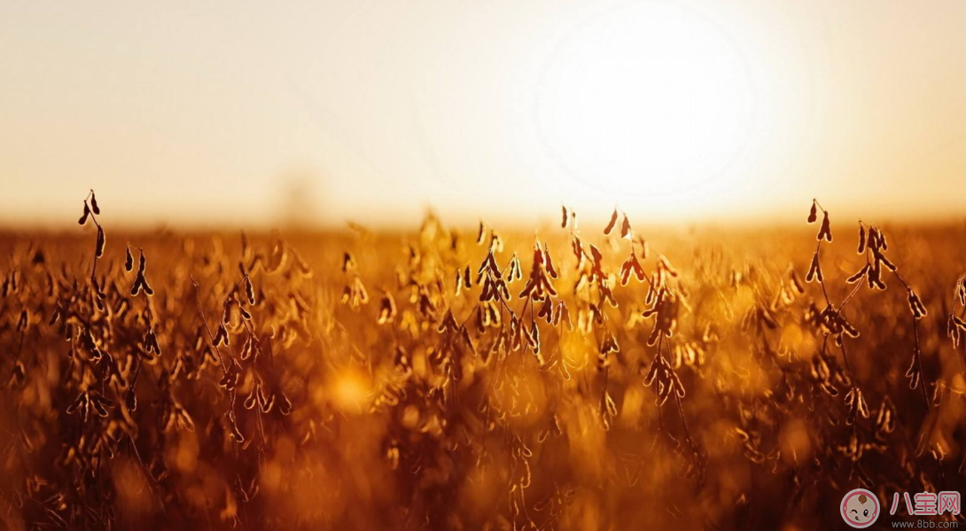 出伏第一天這樣做能過(guò)的更好 2017出伏小指南