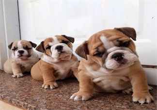 明知我養(yǎng)狗還住隔壁 孩子遇到狗怎么辦